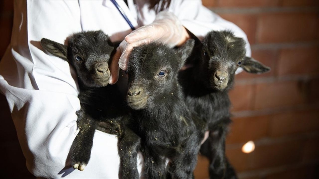 Mamak'taki Üreğil Hayvanat Bahçesi'nde doğan üçüz keçilere isim aranıyor