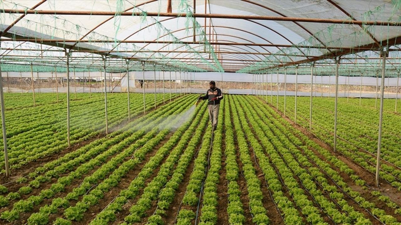 Orta Sakarya Vadisi'ndeki sebze üretiminden 30 bin kişi geçimini sağlıyor