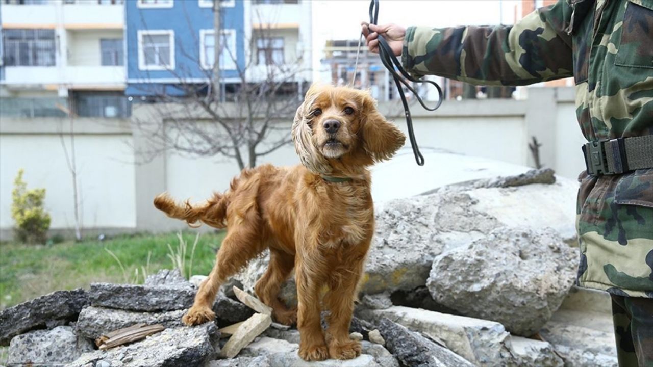 Azerbaycan'dan gelen arama kurtarma köpeği Juna, enkazlardan 3 kişinin kurtarılmasını sağladı