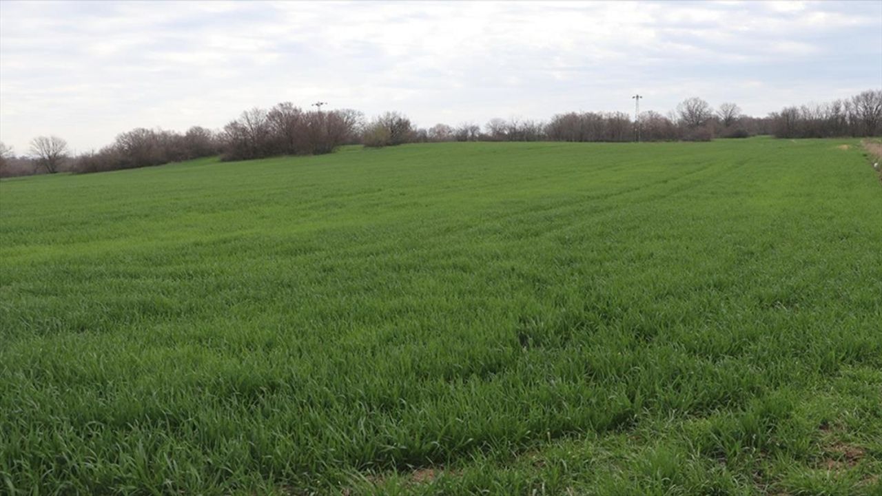 Edirne'deki kuraklık buğdayda "verim düşüklüğü" riski oluşturuyor