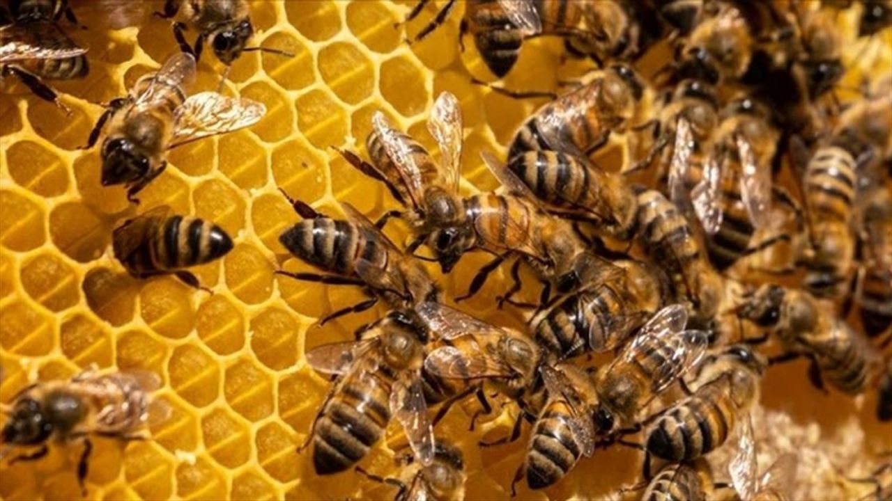 "Açlık" sorununa arılar çözüm olacak