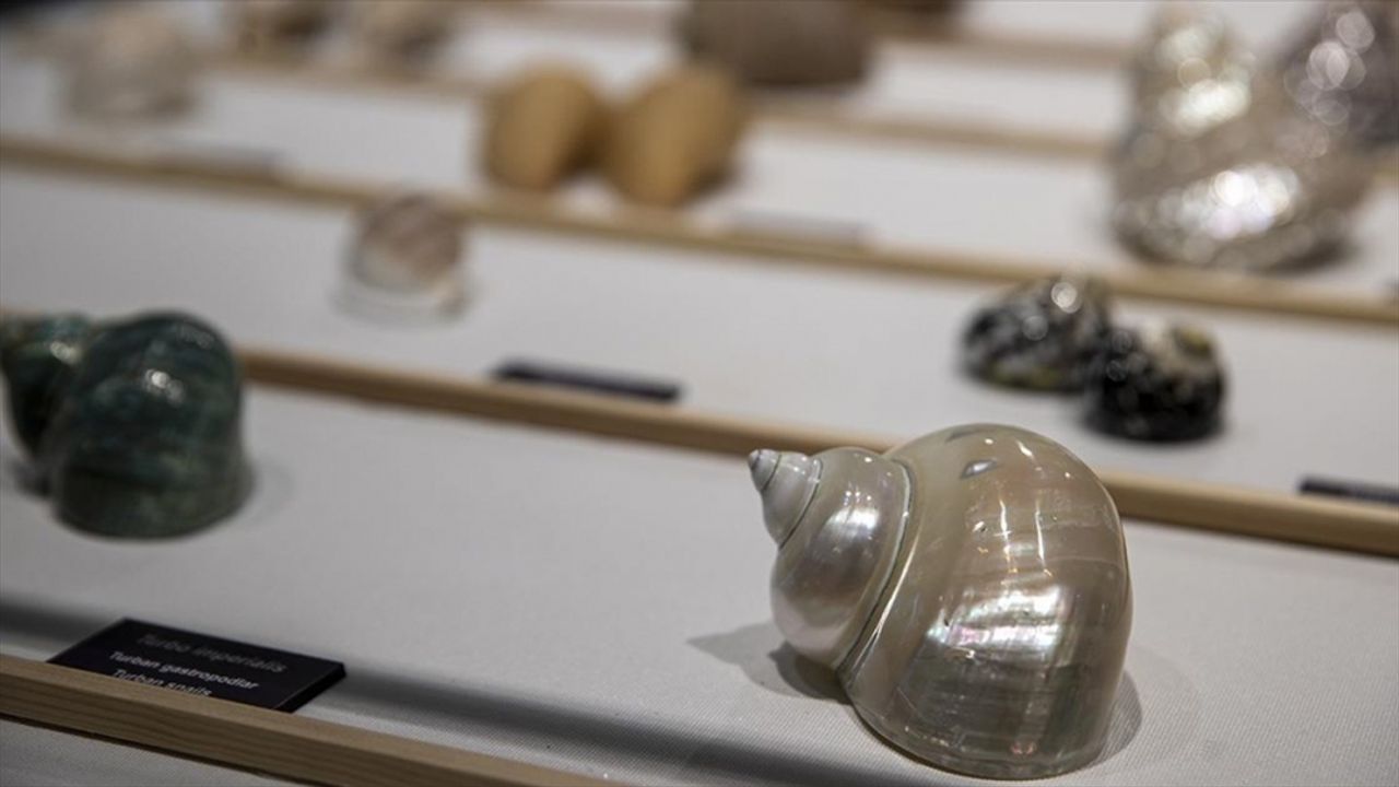 Hacettepe'de "Biyoçeşitlilik Araştırma ve Uygulama Merkezi Biyosfer Müzesi" kapılarını açtı