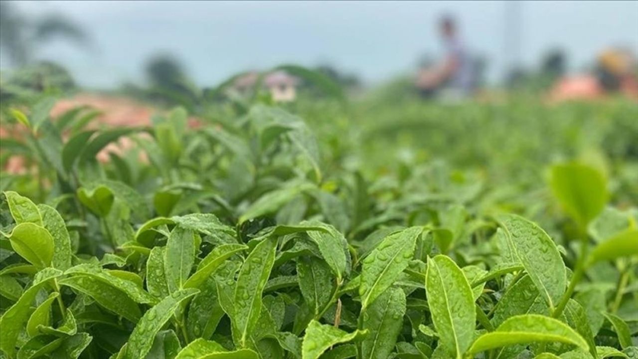 ÇAYKUR, temmuz yaş çay bedeli ve organik çay desteklemesini üreticilerin hesaplarına aktardı