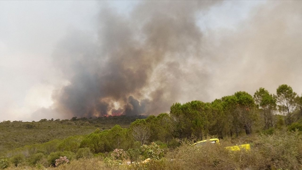 Tunus'ta orman yangınlarının yaşandığı bölgelerden 26 aile tahliye edildi