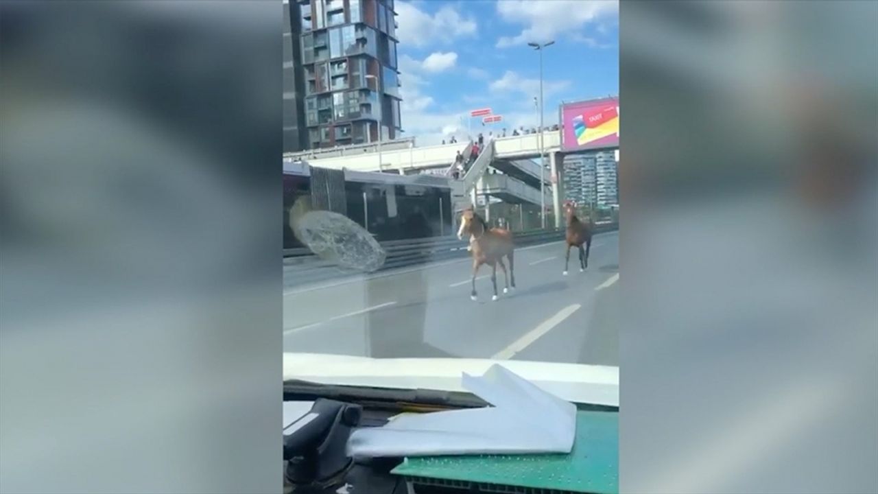 Bakırköy'de kara yoluna giren başıboş atlar, trafiğin aksamasına neden oldu