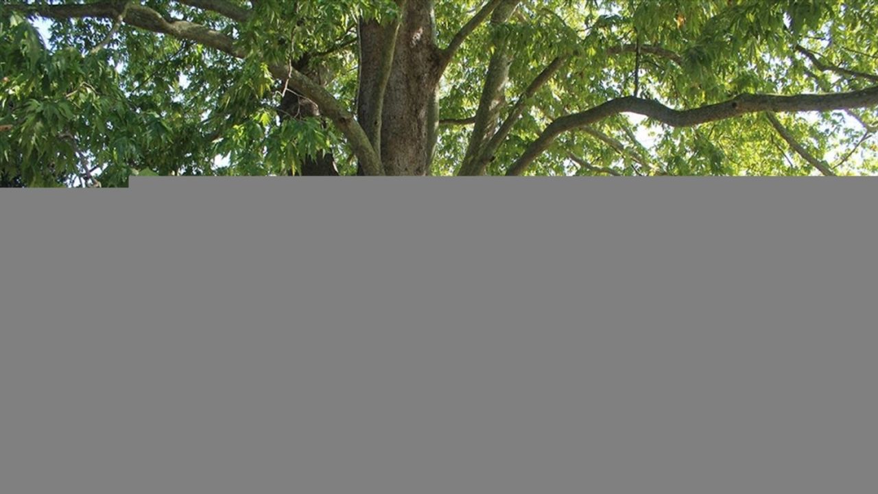 Samsun'da 547 yıllık çınar ağacı, serinlemek isteyenlerin uğrak noktası oldu