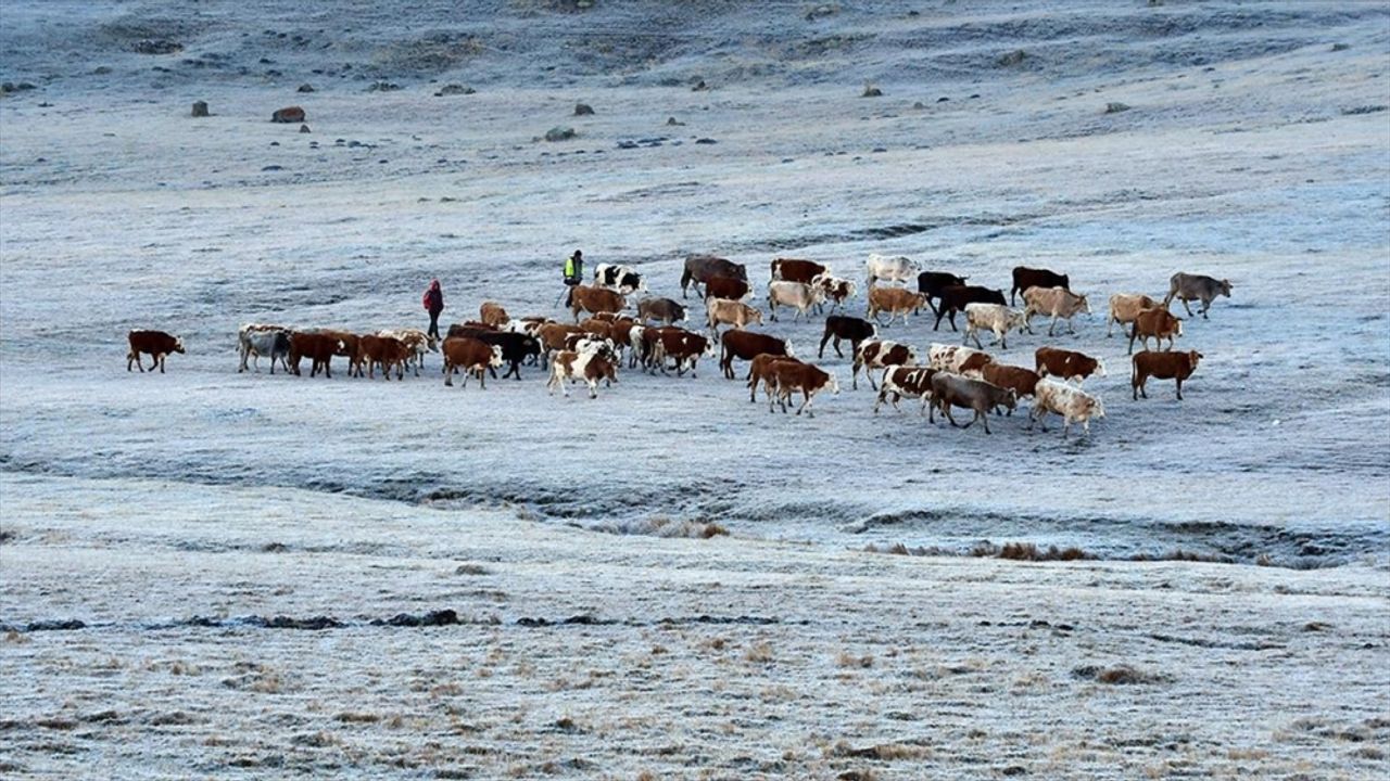 Ardahan, Erzurum ve Kars'ta soğuk hava etkili oldu