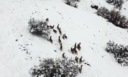 Elazığ'da kar üstünde yiyecek arayan dağ keçileri dron ile görüntülendi