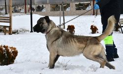 Kangal köpekleri bakıcılarıyla karda oyun oynadı