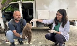 Bursa'da bulunan yavru ayı Doğa Koruma ve Milli Parklar Genel Müdürlüğüne teslim edilecek