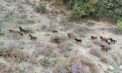 Çanakkale'nin kırlarında koşan yılkı atları doğaya ayrı güzellik katıyor