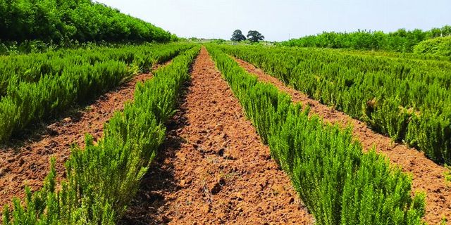 Sakarya'da biberiye üretimi 12 tona ulaştı
